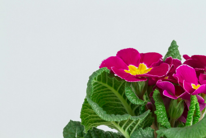 Доставка цветов в Горловку: яркие эмоции на пороге вашего дома