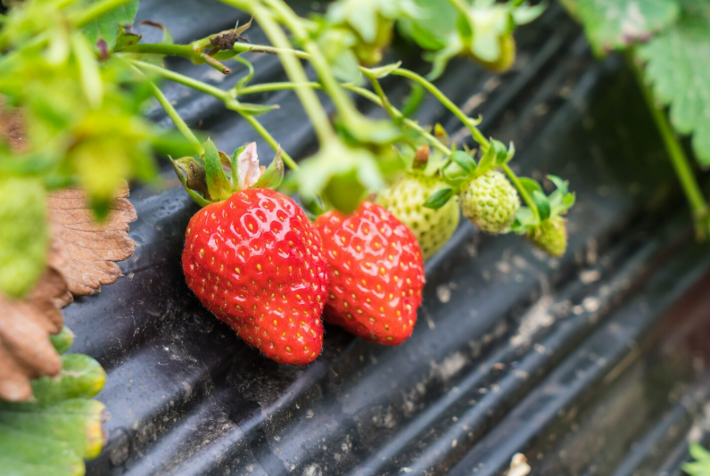 Купить рассаду клубники — как сделать правильный выбор