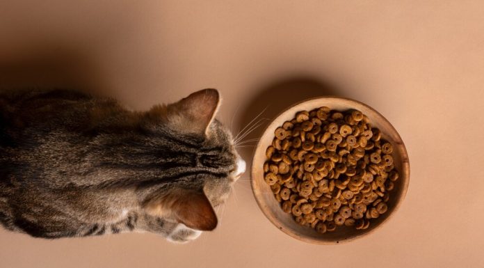 Сухой корм для кошек: открывая чудеса