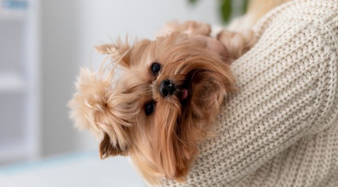 Груминг собак: какие особенности