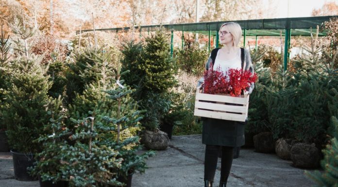 Туя Смарагд в питомнике: плюсы и минусы покупки и как выбрать