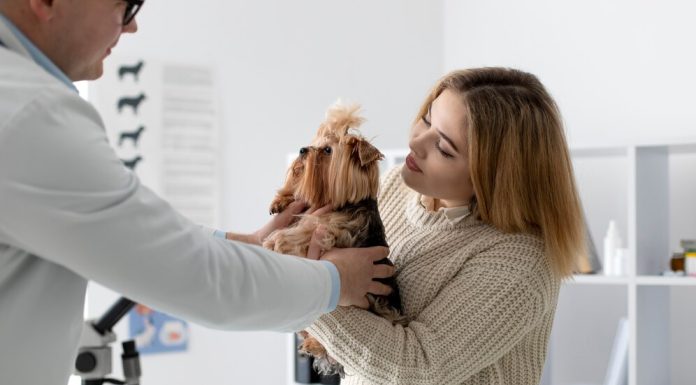 Зачем вашим питомцам нужно УЗИ?