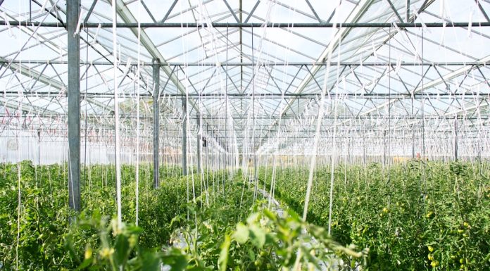 Садовые теплицы из поликарбоната: почему это лучший выбор для вашего огорода