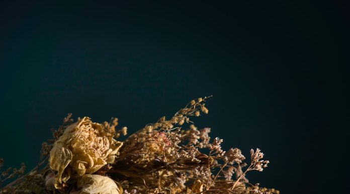 Букет из сухоцветов: вечная красота в каждом стебле