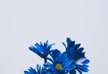 Покупка цветов: как выбрать идеальный букет и не прогадать