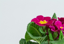 Доставка цветов в Горловку: яркие эмоции на пороге вашего дома