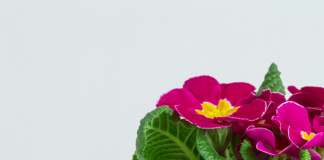 Доставка цветов в Горловку: яркие эмоции на пороге вашего дома