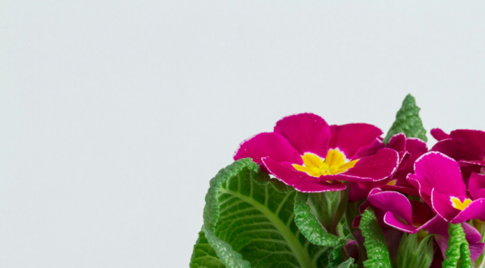 Доставка цветов в Горловку: яркие эмоции на пороге вашего дома