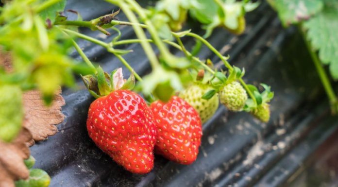 Купить рассаду клубники — как сделать правильный выбор