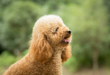 Питомник мальтипу: где рождаются самые обаятельные компаньоны