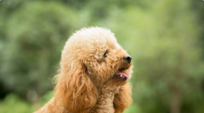 Питомник мальтипу: где рождаются самые обаятельные компаньоны