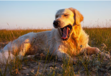 Золотистый ретривер: солнечный спутник, который превращает обычные дни в праздник