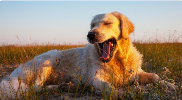 Золотистый ретривер: солнечный спутник, который превращает обычные дни в праздник