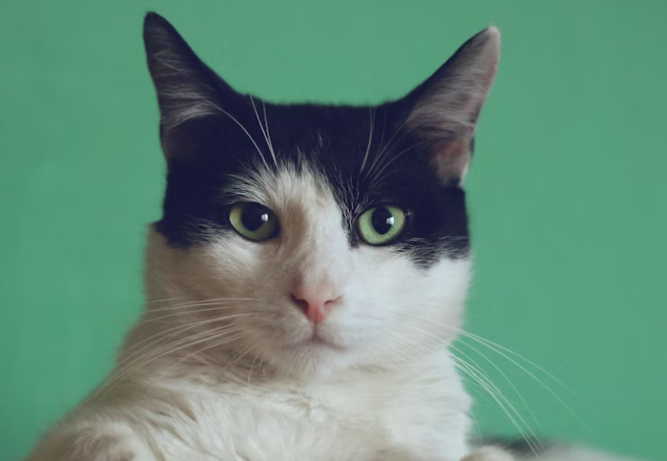 Абрамовичу разрешили выдвинуть против властей Джерси обвинения в