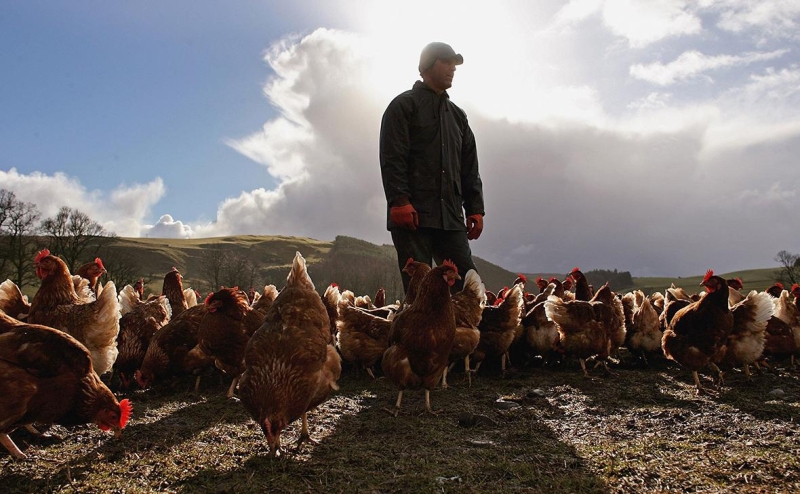 Bloomberg назвал новую проблему для вывоза зерна с Украины