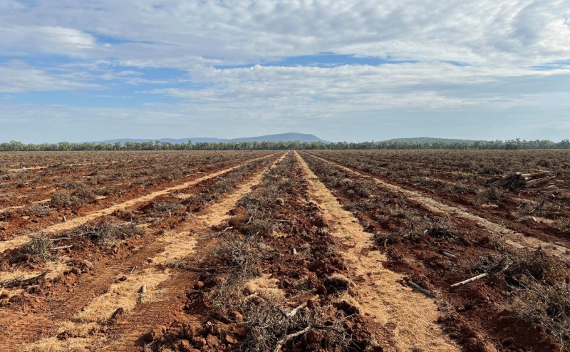 Bloomberg сообщил об уничтожении виноградников из-за переизбытка вина
