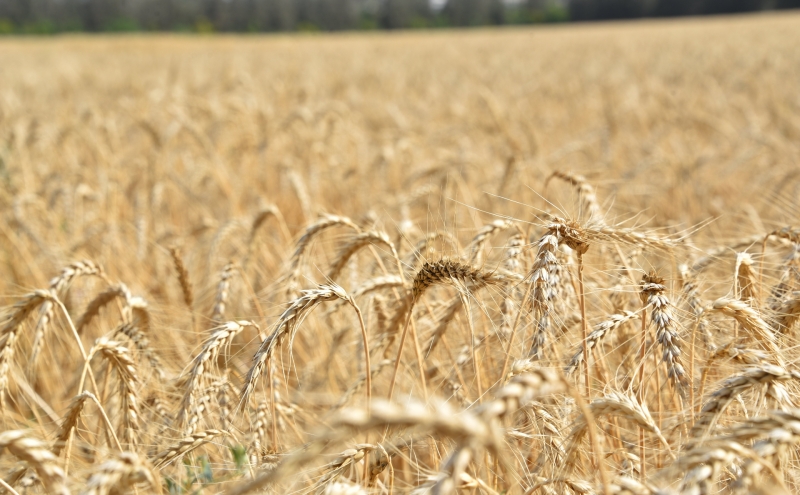 Bloomberg узнал о поддержке США увеличения закупок удобрений из России