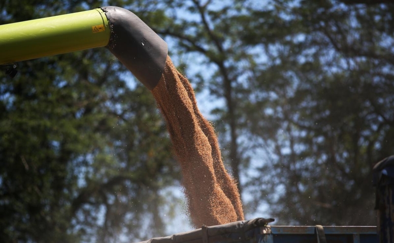 Bloomberg узнал об отказе Египта от российской пшеницы