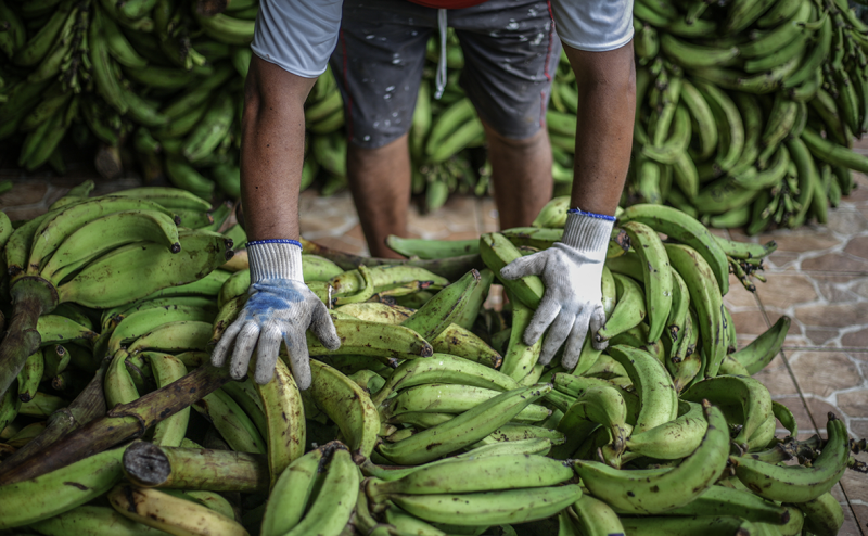Цена килограмма бананов в магазинах впервые превысила 140 рублей