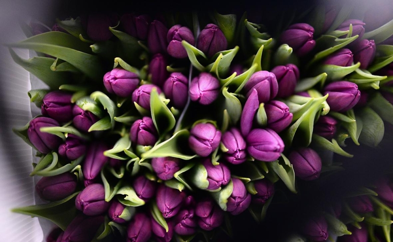 Цены тюльпанов приблизились к розам