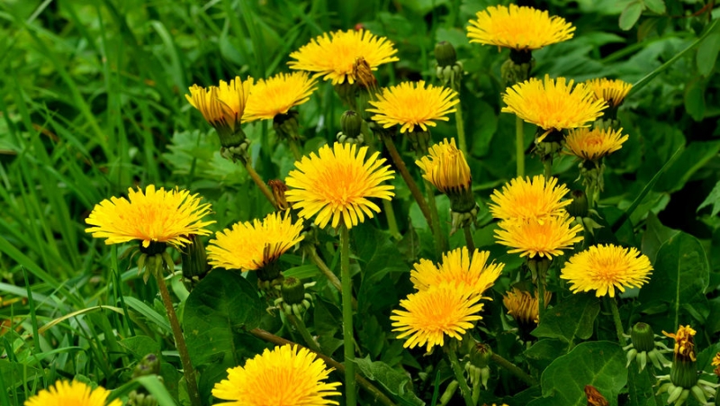 Депутат Госдумы опроверг информацию о штрафах для дачников из-за одуванчиков