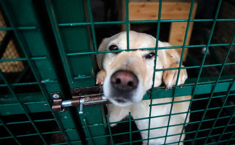 Депутаты предложили законодательно запретить подкармливать собак и