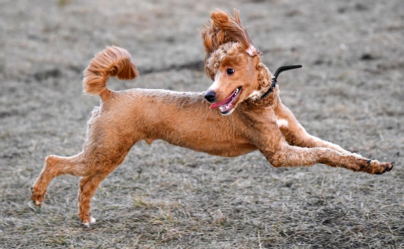 Депутаты запретили самовыгул собак и котов