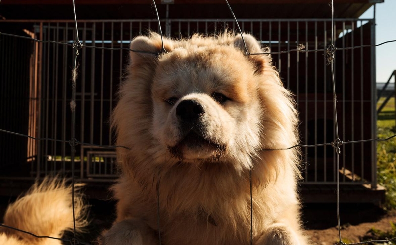 Депутаты запретили самовыгул собак и котов