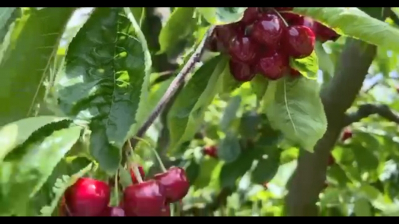 Дерипаска пропустит экономический форум в Петербурге