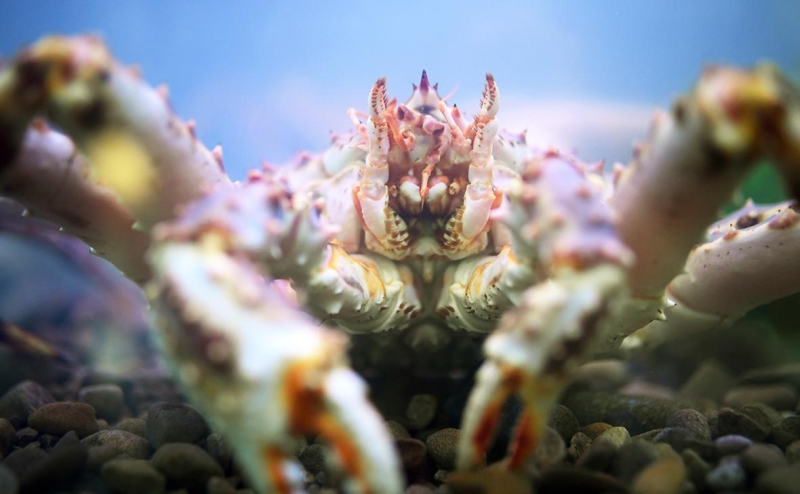 Добытчик крабов из Приморья подал иск к Росрыболовству на 1 млрд руб.