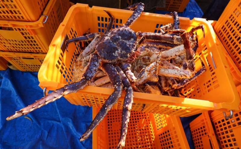 Добытчик крабов из Приморья подал иск к Росрыболовству на 1 млрд руб.