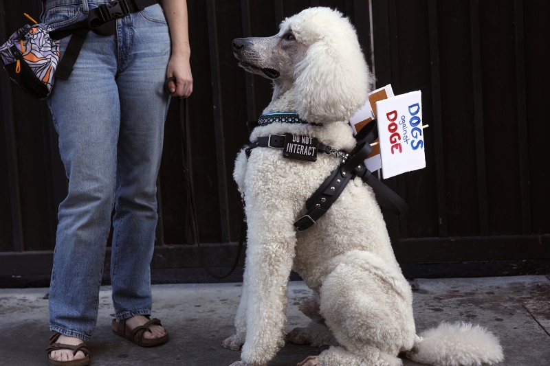 Dogs against DOGE: массовые протесты против Трампа и Маска