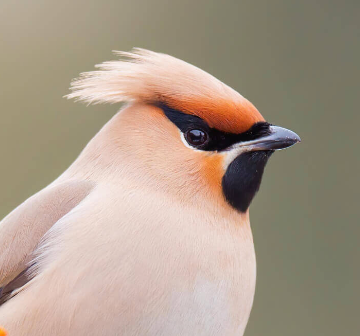 Экс-главу союза биатлонистов приговорили к семи годам за растрату