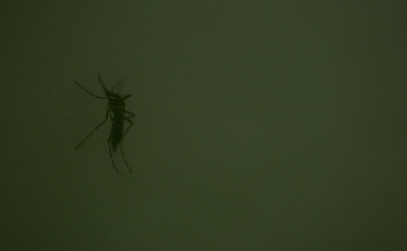 Эксперты оценили риски лихорадки Оропуш для россиян