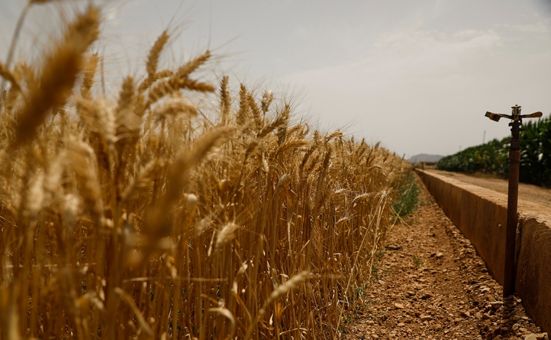 Эрдоган заявил Путину, что «пришло время» для создания зернового коридора