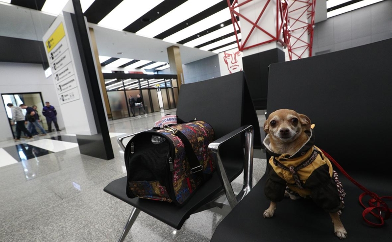 ЕС ужесточил требования к ввозу домашних животных из России и