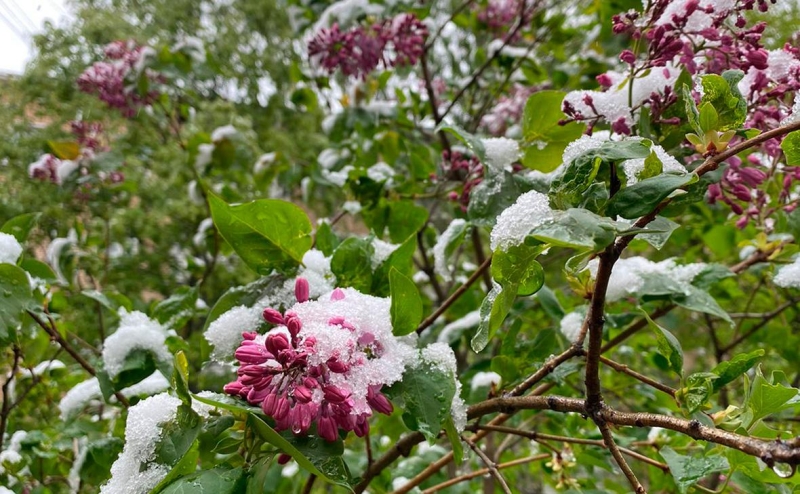 Еще два региона ввели режим ЧС из-за заморозков