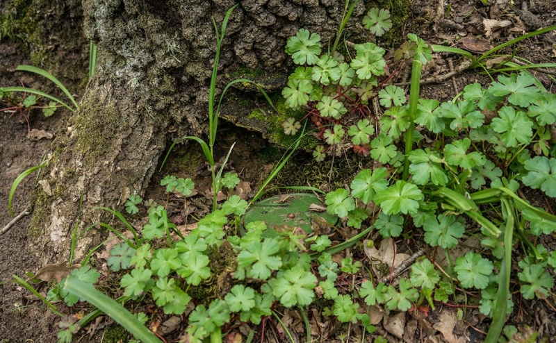 ЕСПЧ потребовал от Финляндии объяснить закрытие границы с Россией