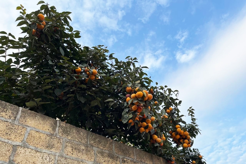 «Это же наши люди». Как евреи и мусульмане живут в одном дворе