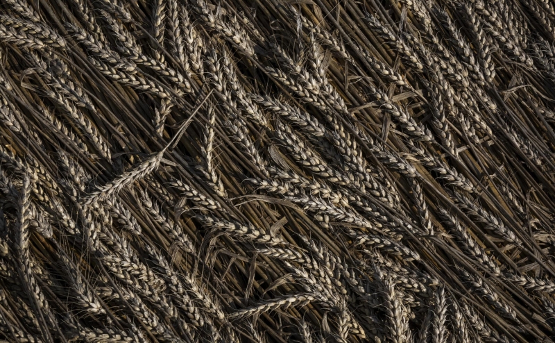 Евросоюз введет пошлины на весь агроимпорт из России