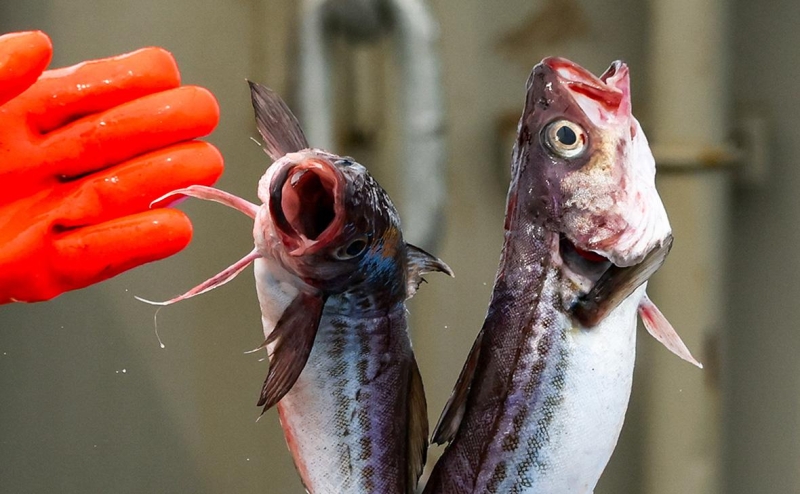 ФАС проверит цены на селедку после замечания Матвиенко