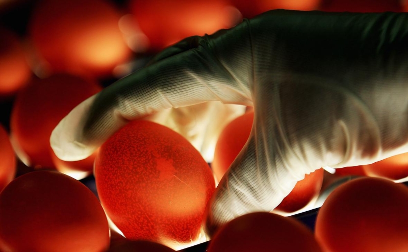 ФАС завела дело против производителей яиц из-за роста цен