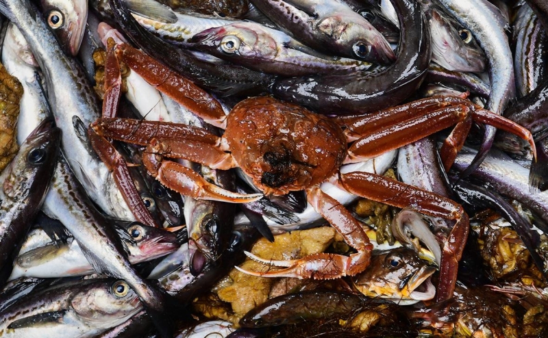 Генпрокуратура потребовала взыскать с рыболовецкого колхоза ₽37 млрд