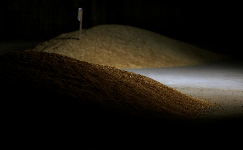 Германия решила помочь в вывозе украинского зерна по железной дороге