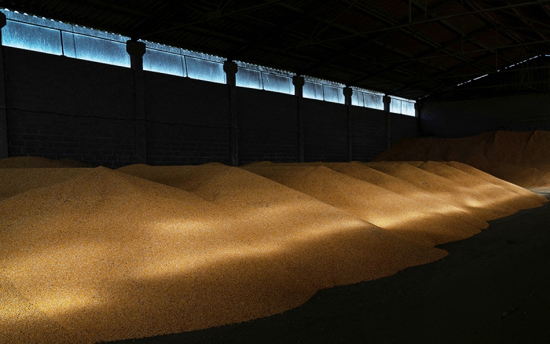 Германия решила помочь в вывозе украинского зерна по железной дороге