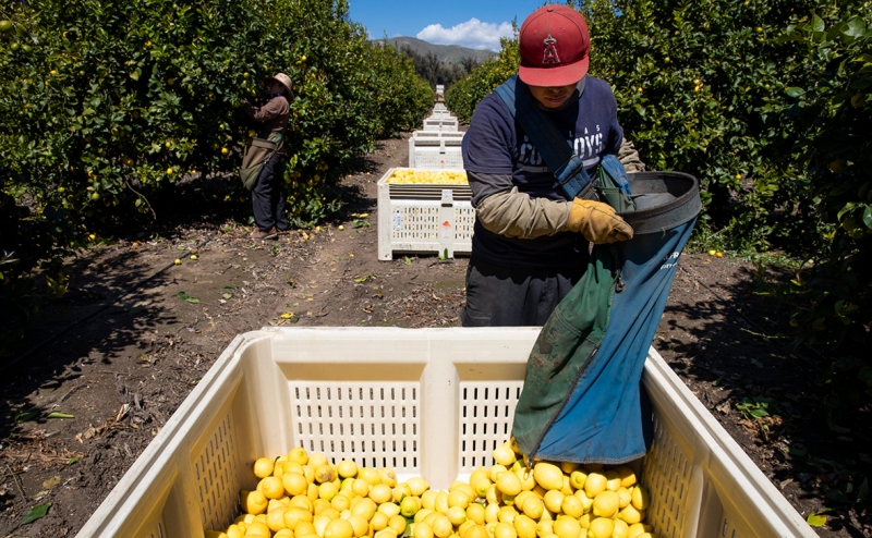 Глава &laquo;Белой Дачи&raquo; объяснил взлет цен на морковь