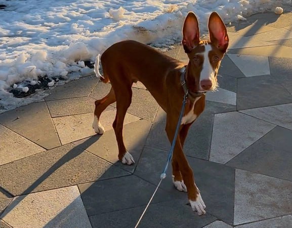 Главе IT-компании вменили создание ОПС после обысков в &laquo;Вагнер-центре&raquo;