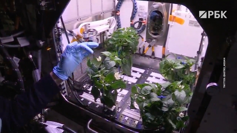 «Хьюстон, у нас перец»: что вырастили на МКС под Red Hot Chili Peppers