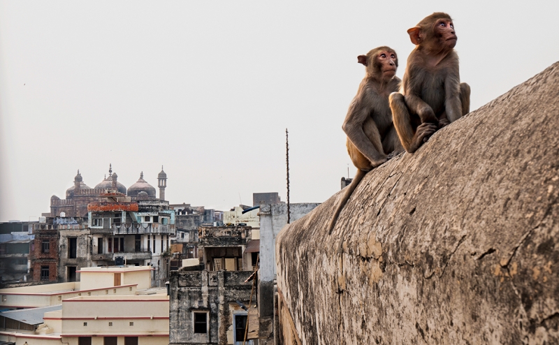 Индия назвала дату открытия границ для туристов