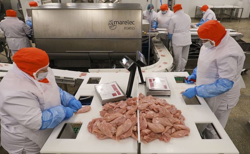 Из-за аномальной жары летом свиньи не добрали в весе